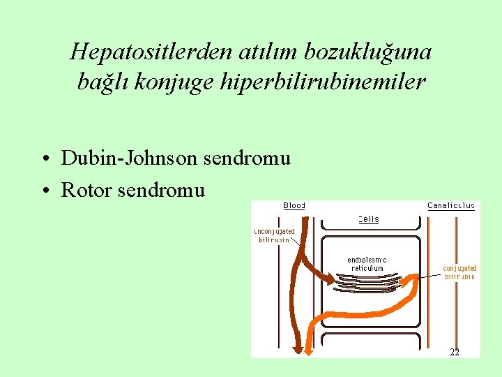 Hepatositlerden atılım bozukluğuna bağlı konjuge hiperbilirubinemiler • Dubin-Johnson sendromu • Rotor sendromu 22 