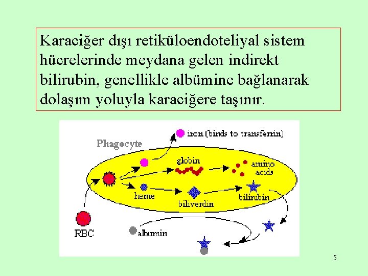 Karaciğer dışı retiküloendoteliyal sistem hücrelerinde meydana gelen indirekt bilirubin, genellikle albümine bağlanarak dolaşım yoluyla