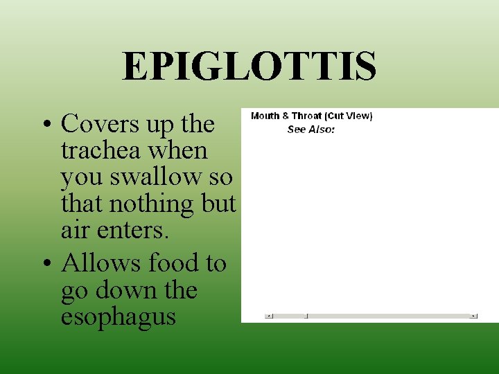 EPIGLOTTIS • Covers up the trachea when you swallow so that nothing but air