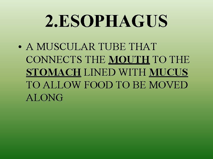 2. ESOPHAGUS • A MUSCULAR TUBE THAT CONNECTS THE MOUTH TO THE STOMACH LINED