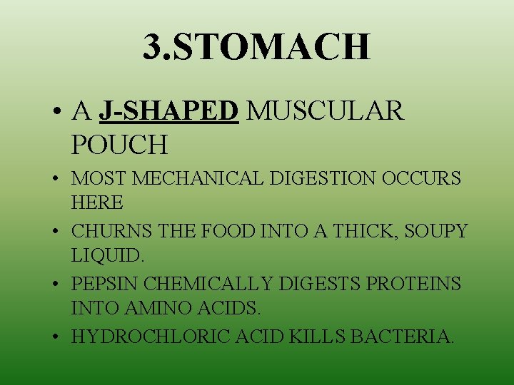 3. STOMACH • A J-SHAPED MUSCULAR POUCH • MOST MECHANICAL DIGESTION OCCURS HERE •