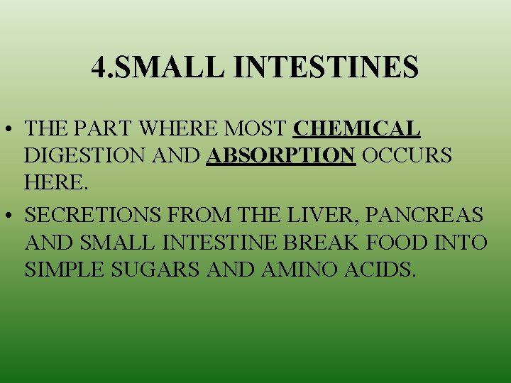 4. SMALL INTESTINES • THE PART WHERE MOST CHEMICAL DIGESTION AND ABSORPTION OCCURS HERE.