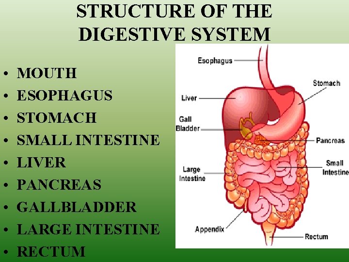 STRUCTURE OF THE DIGESTIVE SYSTEM • • • MOUTH ESOPHAGUS STOMACH SMALL INTESTINE LIVER