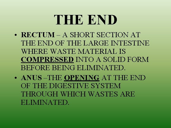 THE END • RECTUM – A SHORT SECTION AT THE END OF THE LARGE