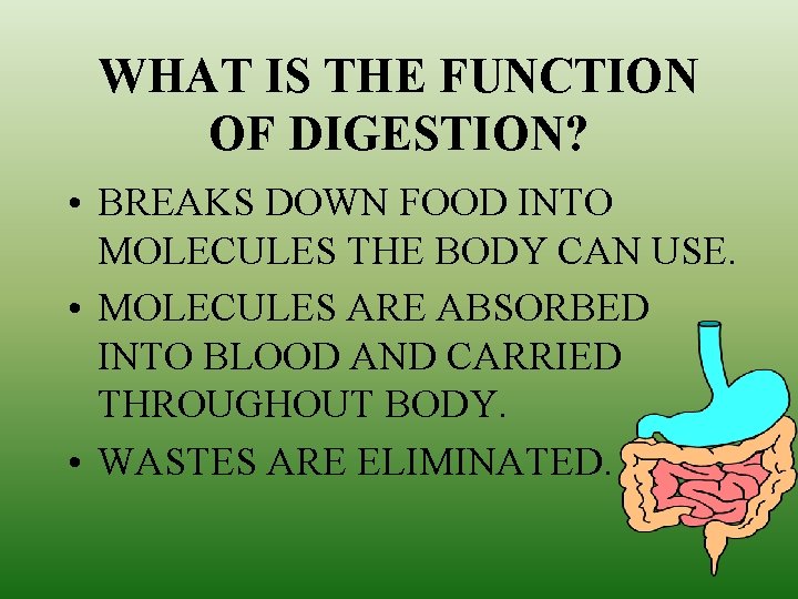 WHAT IS THE FUNCTION OF DIGESTION? • BREAKS DOWN FOOD INTO MOLECULES THE BODY