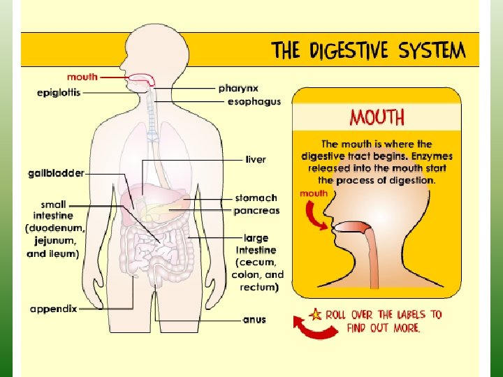 DIGESTION NOTES http www brainpop comhealthbodysystemsdigestivesystem 7 th