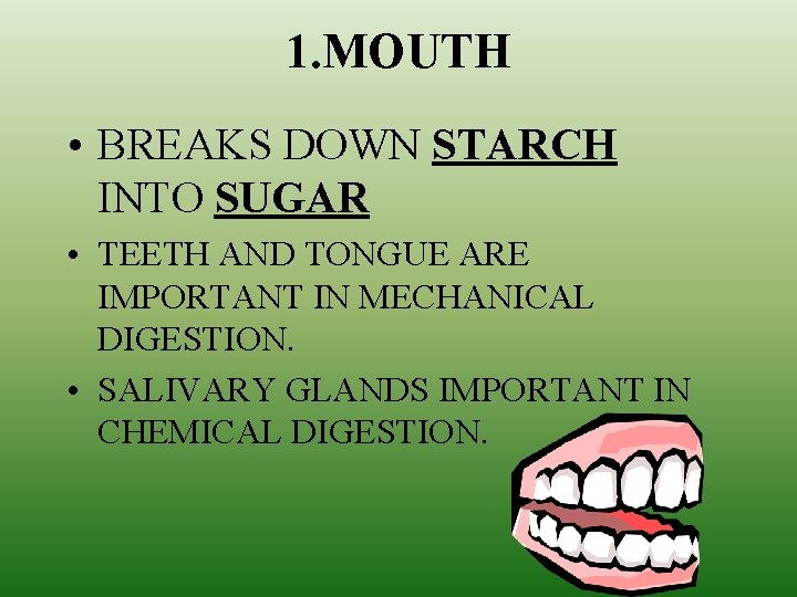 1. MOUTH • BREAKS DOWN STARCH INTO SUGAR • TEETH AND TONGUE ARE IMPORTANT