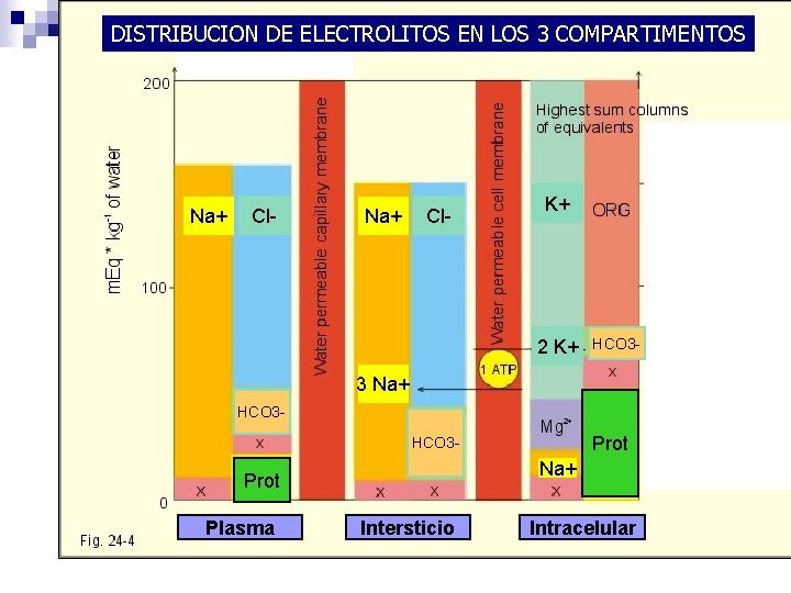 DISTRIBUCION DE ELECTROLITOS EN LOS 3 COMPARTIMENTOS Na+ Cl- K+ 2 K+ HCO 3