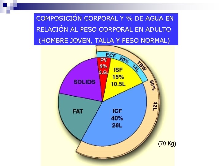 COMPOSICIÓN CORPORAL Y % DE AGUA EN RELACIÓN AL PESO CORPORAL EN ADULTO (HOMBRE
