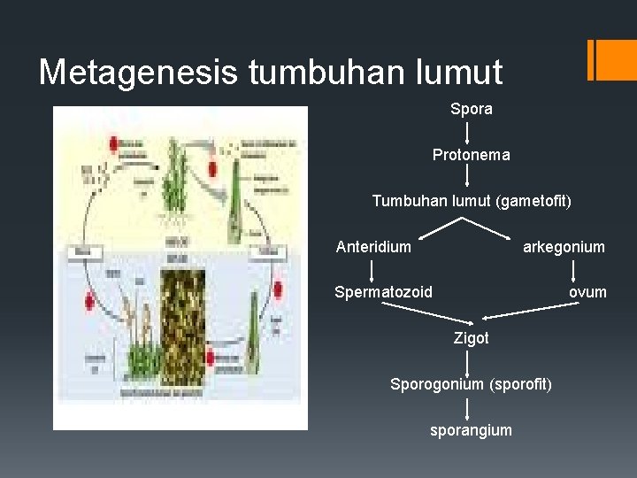 Metagenesis tumbuhan lumut Spora Protonema Tumbuhan lumut (gametofit) Anteridium arkegonium Spermatozoid ovum Zigot Sporogonium