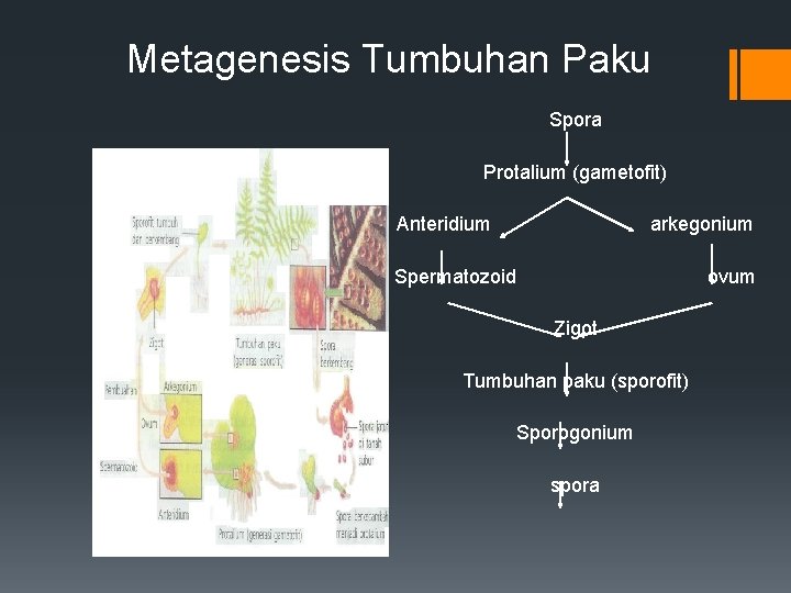 Metagenesis Tumbuhan Paku Spora Protalium (gametofit) Anteridium arkegonium Spermatozoid ovum Zigot Tumbuhan paku (sporofit)