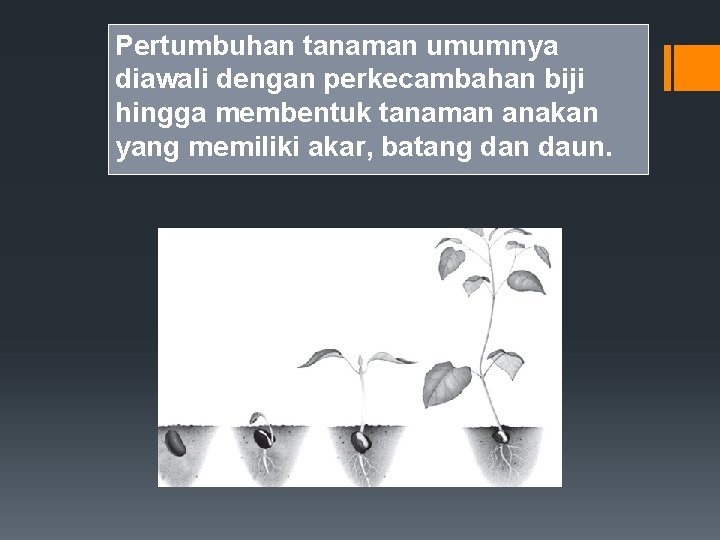 Pertumbuhan tanaman umumnya diawali dengan perkecambahan biji hingga membentuk tanaman anakan yang memiliki akar,