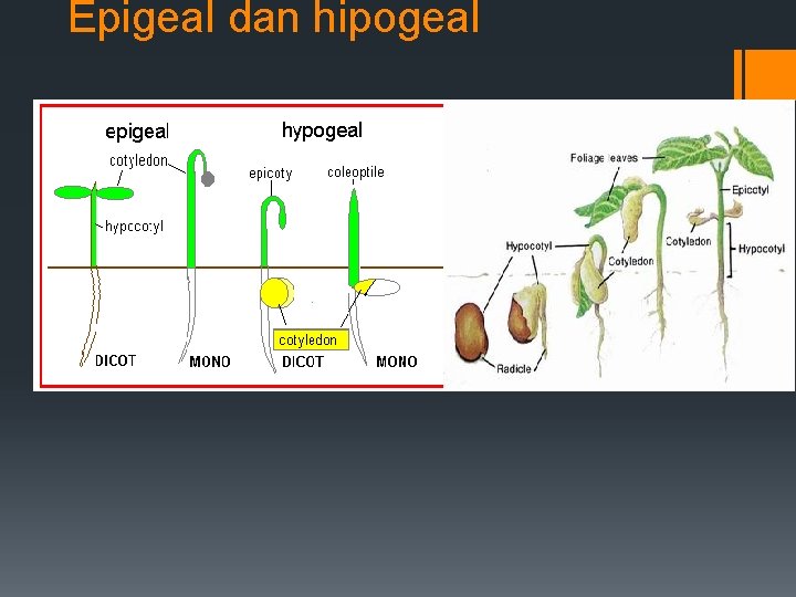 Epigeal dan hipogeal 