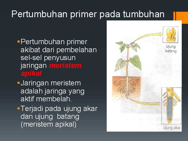 Pertumbuhan primer pada tumbuhan § Pertumbuhan primer akibat dari pembelahan sel-sel penyusun jaringan meristem