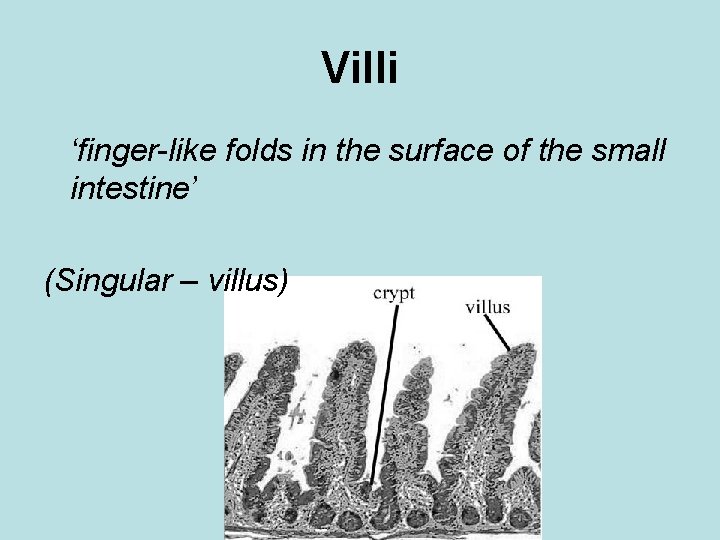Villi ‘finger-like folds in the surface of the small intestine’ (Singular – villus) 