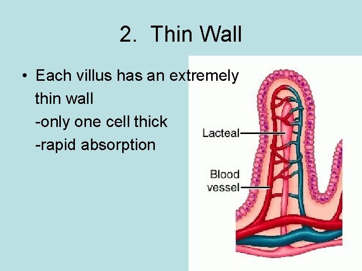 2. Thin Wall • Each villus has an extremely thin wall -only one cell