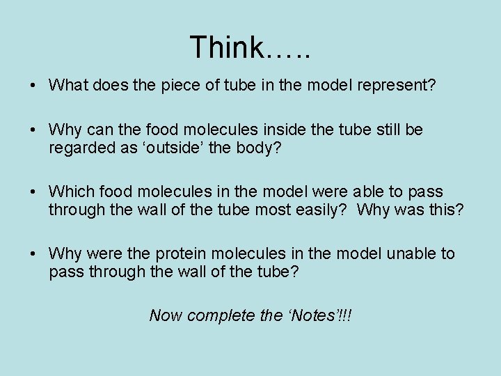 Think…. . • What does the piece of tube in the model represent? •