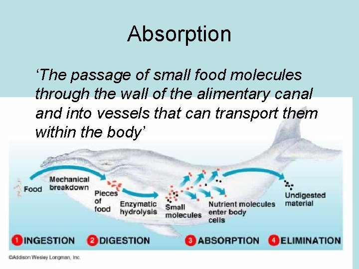 Absorption ‘The passage of small food molecules through the wall of the alimentary canal