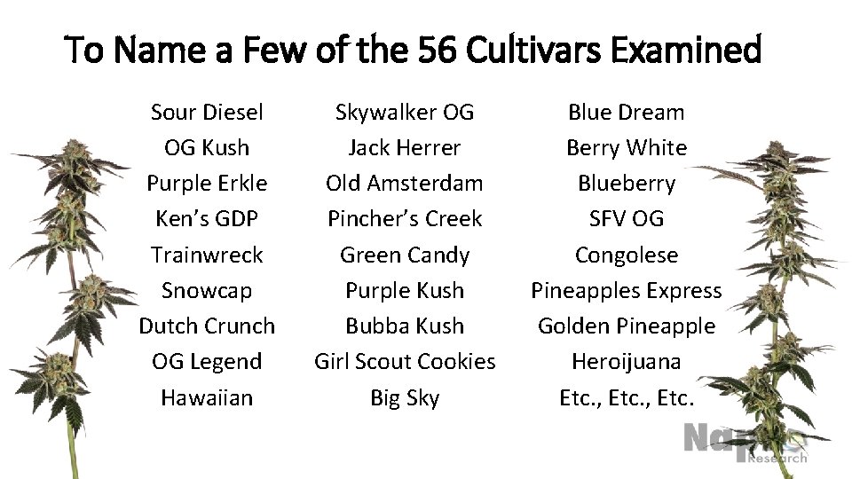 To Name a Few of the 56 Cultivars Examined Sour Diesel OG Kush Purple