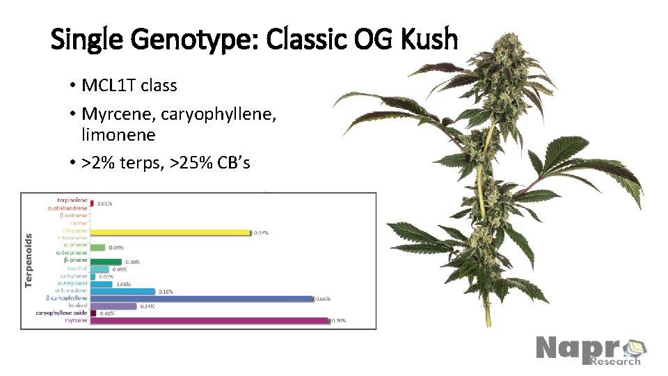 Single Genotype: Classic OG Kush • MCL 1 T class • Myrcene, caryophyllene, limonene
