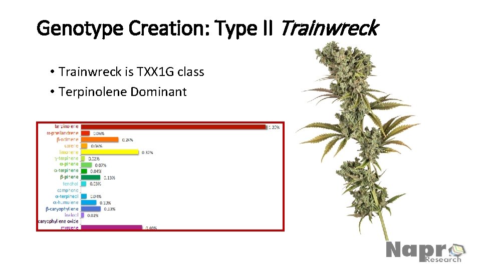 Genotype Creation: Type II Trainwreck • Trainwreck is TXX 1 G class • Terpinolene