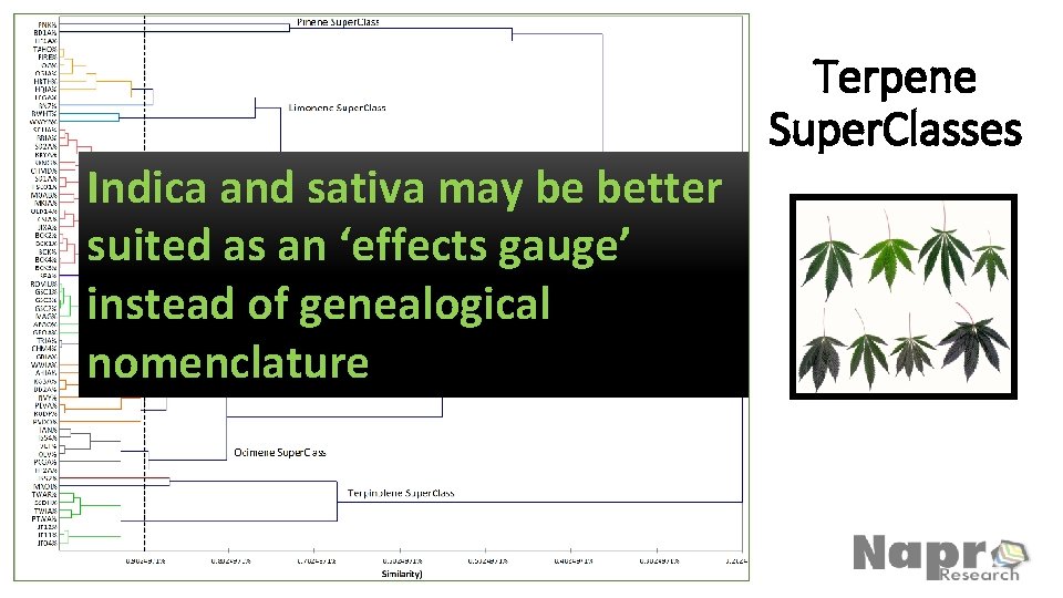 Indica and sativa may be better suited as an ‘effects gauge’ instead of genealogical