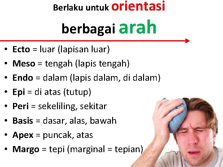 Berlaku untuk orientasi berbagai arah • • Ecto = luar (lapisan luar) Meso =