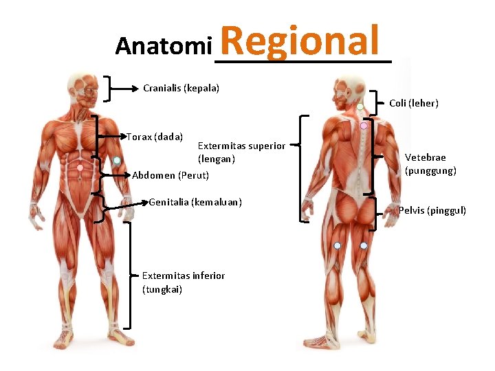 Anatomi Regional Cranialis (kepala) Coli (leher) Torax (dada) Extermitas superior (lengan) Abdomen (Perut) Genitalia