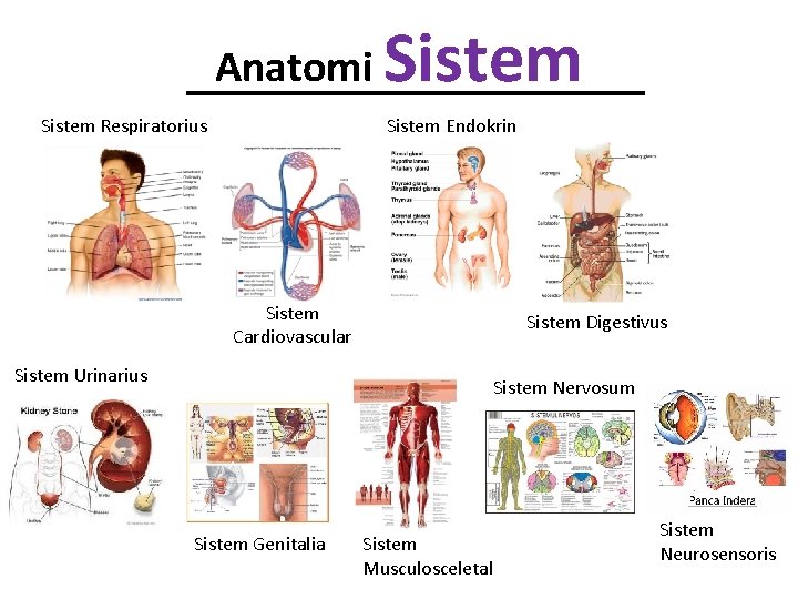 Anatomi Sistem Respiratorius Sistem Endokrin Sistem Cardiovascular Sistem Urinarius Sistem Digestivus Sistem Nervosum Sistem