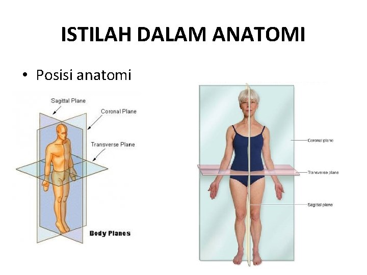 ISTILAH DALAM ANATOMI • Posisi anatomi 