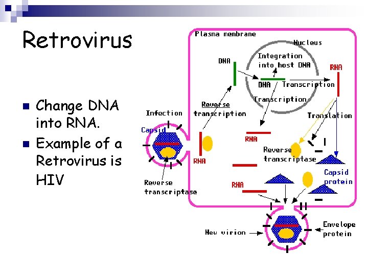 Retrovirus n n Change DNA into RNA. Example of a Retrovirus is HIV 