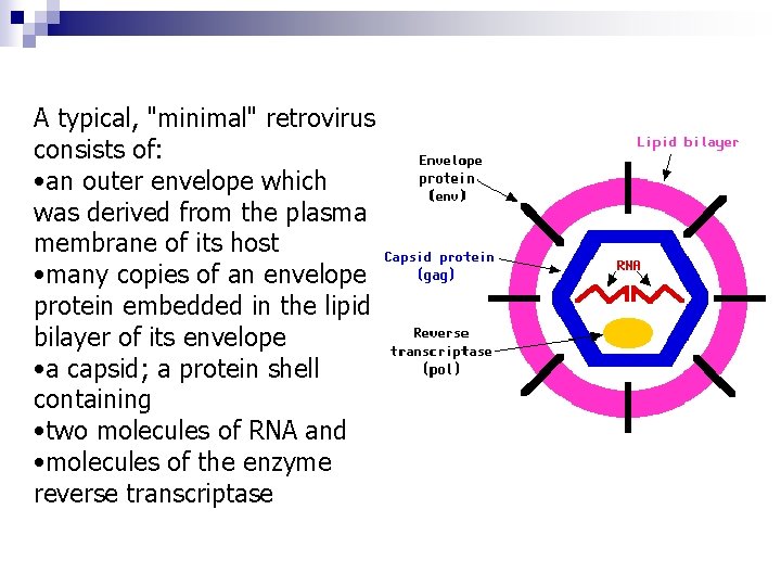A typical, "minimal" retrovirus consists of: • an outer envelope which was derived from