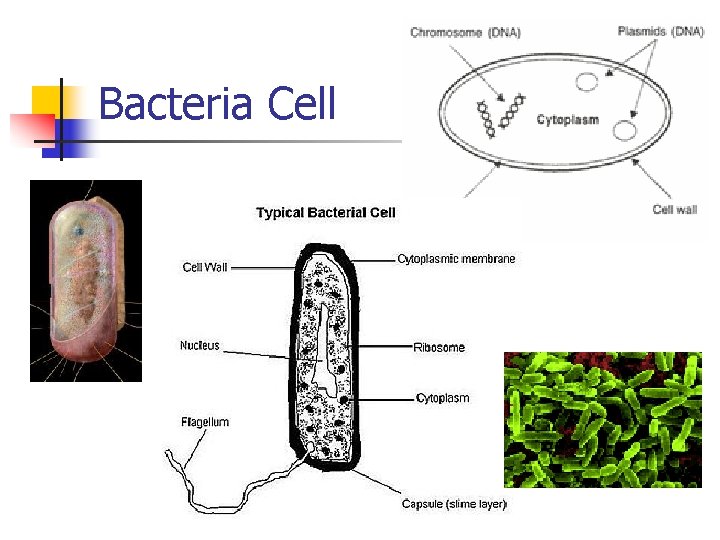 Bacteria Cell 
