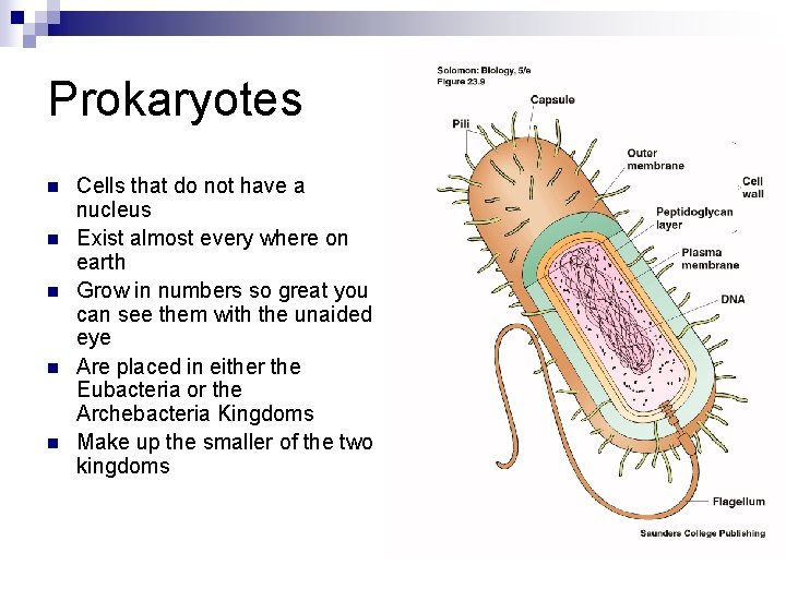 Prokaryotes n n n Cells that do not have a nucleus Exist almost every