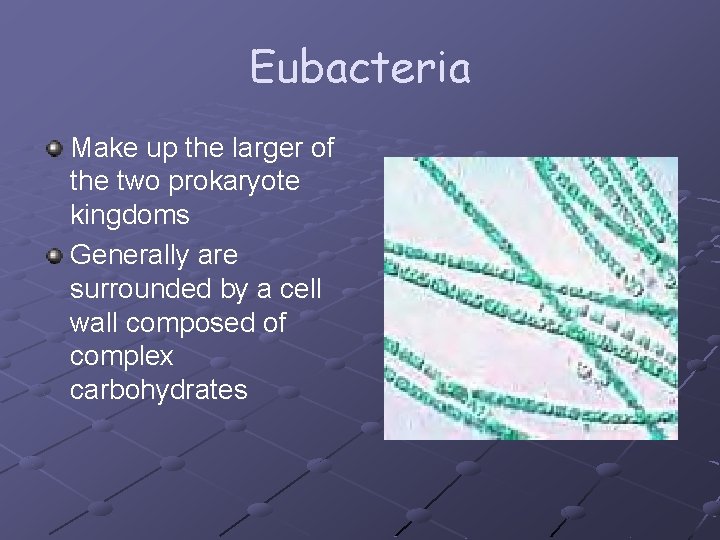 Eubacteria Make up the larger of the two prokaryote kingdoms Generally are surrounded by