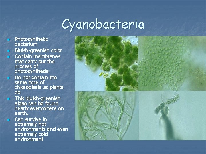 Cyanobacteria n n n Photosynthetic bacterium Bluish-greenish color Contain membranes that carry out the