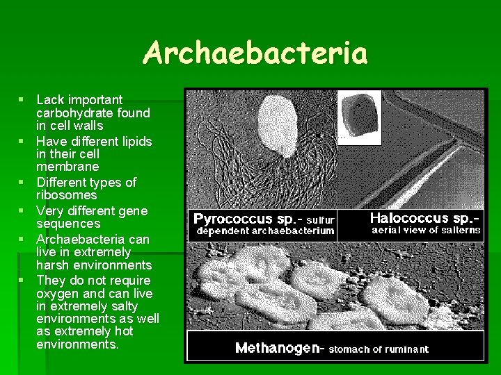 Archaebacteria § Lack important carbohydrate found in cell walls § Have different lipids in