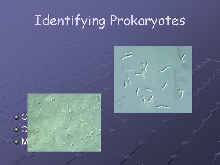 Identifying Prokaryotes Cell Shape Cell Wall Movement 