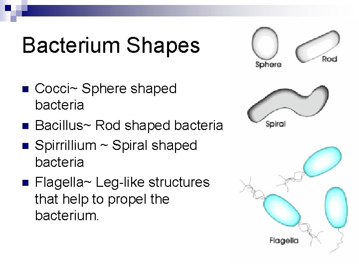 Bacterium Shapes n n Cocci~ Sphere shaped bacteria Bacillus~ Rod shaped bacteria Spirrillium ~
