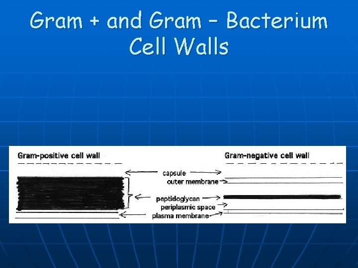 Gram + and Gram – Bacterium Cell Walls 