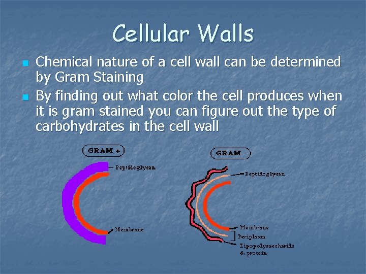 Cellular Walls n n Chemical nature of a cell wall can be determined by
