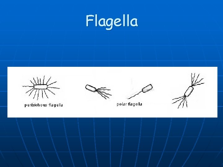 Flagella 