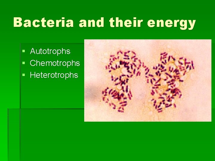 Bacteria and their energy § Autotrophs § Chemotrophs § Heterotrophs 