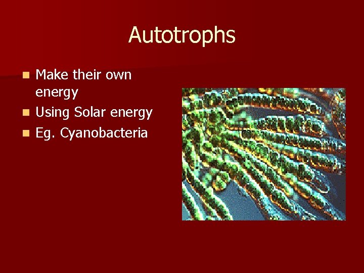 Autotrophs n n n Make their own energy Using Solar energy Eg. Cyanobacteria 