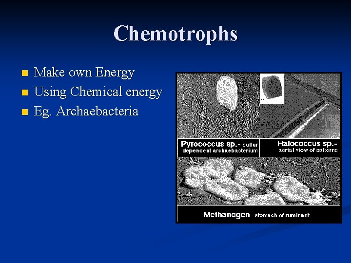 Chemotrophs n n n Make own Energy Using Chemical energy Eg. Archaebacteria 