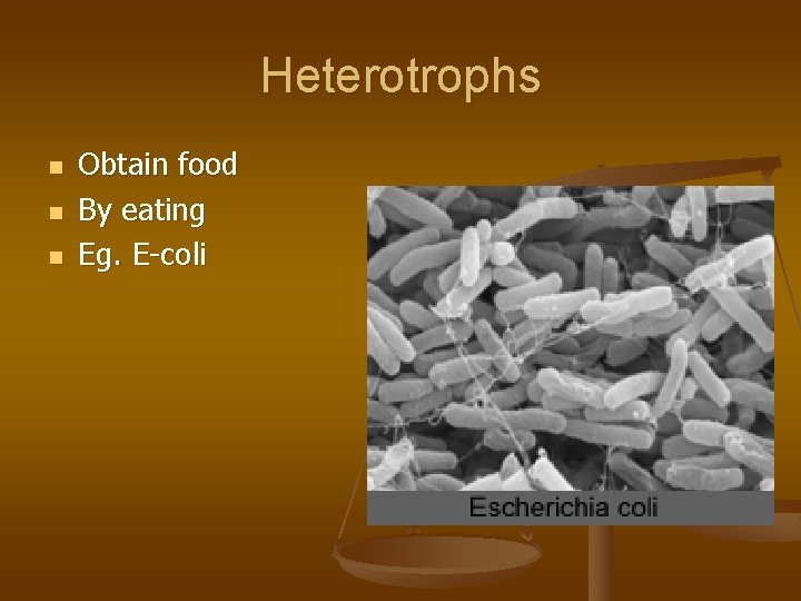 Heterotrophs n n n Obtain food By eating Eg. E-coli 