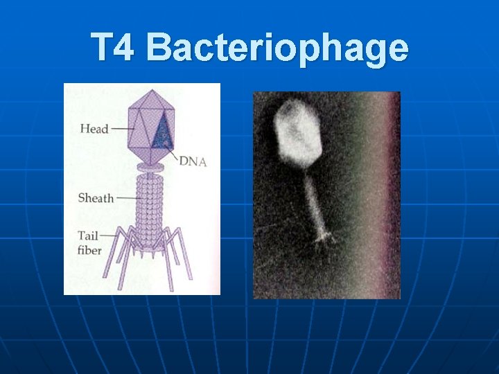 T 4 Bacteriophage 