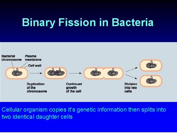 Cellular organism copies it’s genetic information then splits into two identical daughter cells 