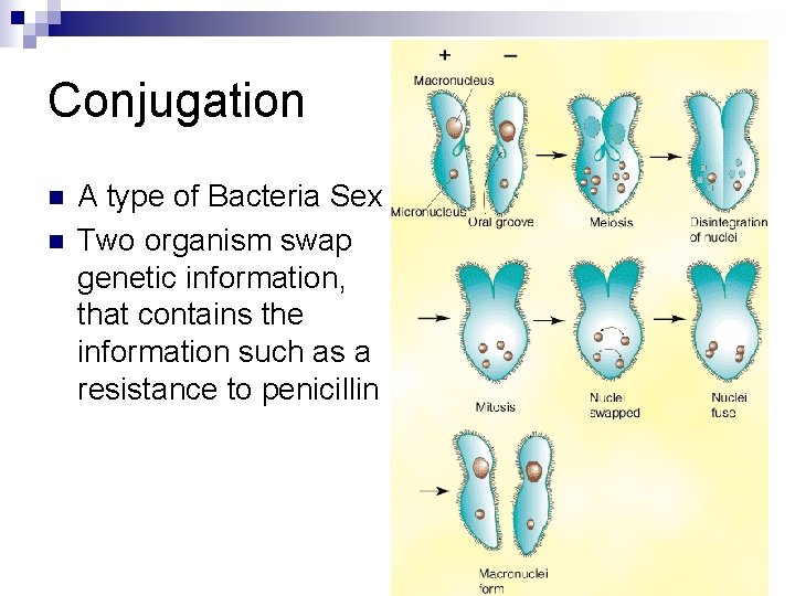 Conjugation n n A type of Bacteria Sex Two organism swap genetic information, that