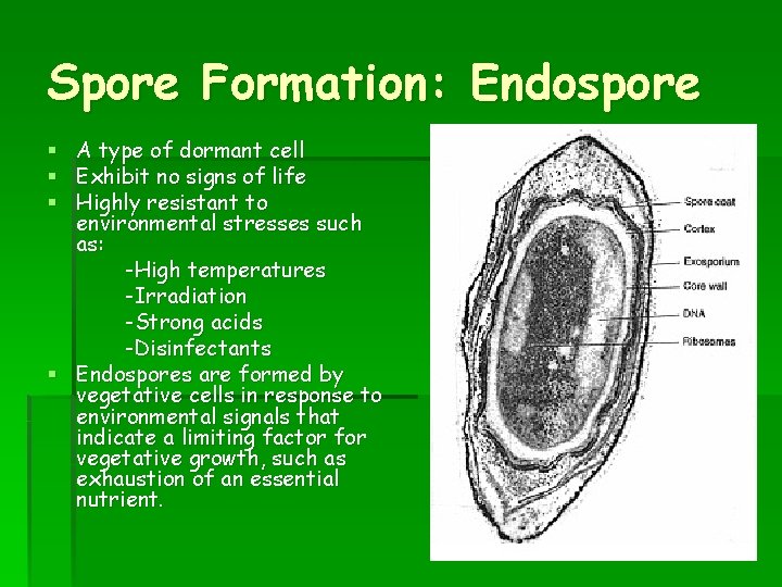 Spore Formation: Endospore § A type of dormant cell § Exhibit no signs of